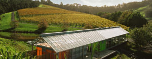 Auckland wine tour - Brick Bay winery