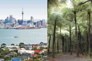 view of auckland city and tree ferns on bush and beach city and nature tour