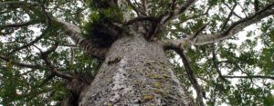 Kauri tree on Auckland eco nature tour