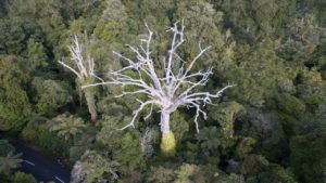 MPI-Kauri-Dieback-Infected-Trees-Waipoua-forest-2016-31-of-32