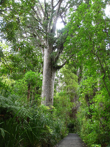 nature tour auckalnd city