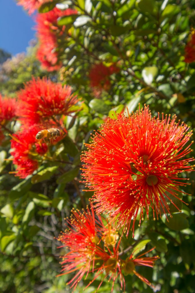 Rātā in flower Bush and Beach