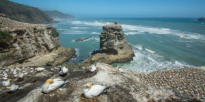 Muriwai gannet colony