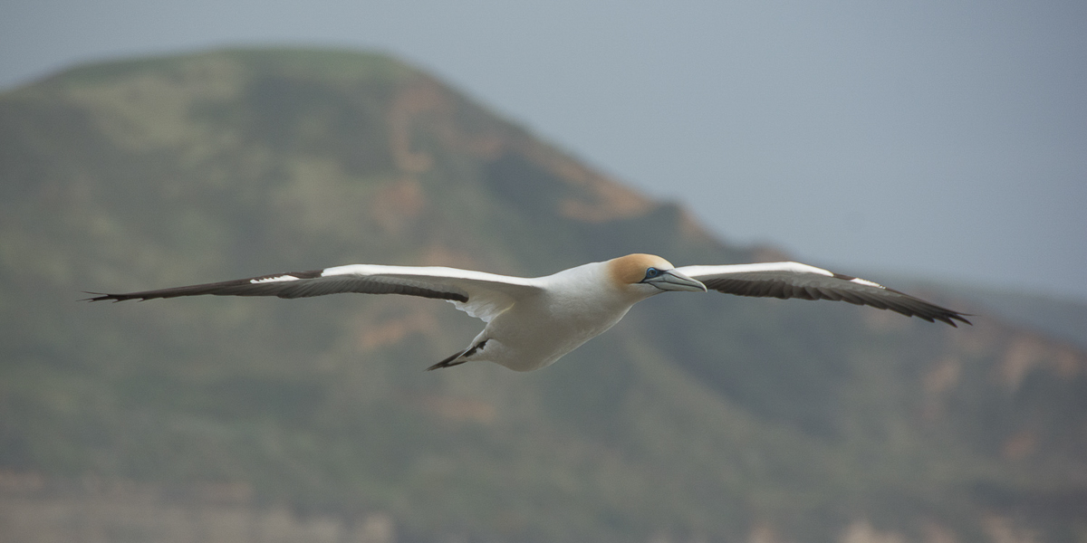 Muriwai gannet flying