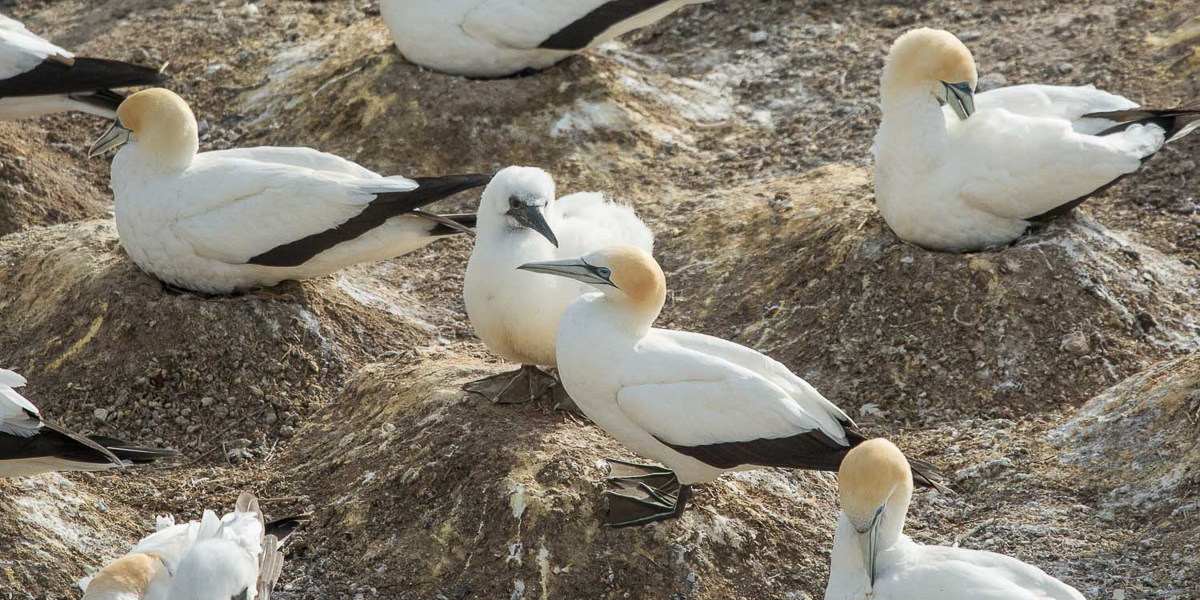 Muriwai gannets with chicks