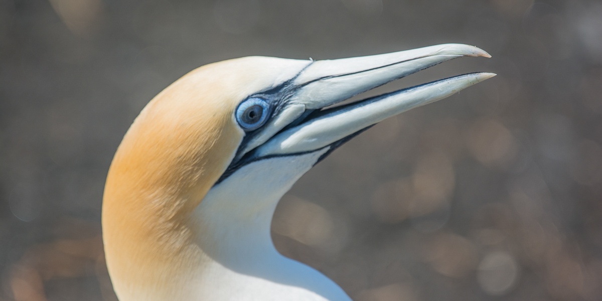 Muriwai gannet