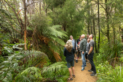 Guided rainforest tour from Auckland City