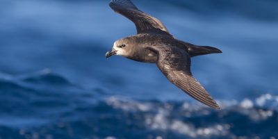 1080px-Pterodroma_gouldi_-_SE_Tasmania