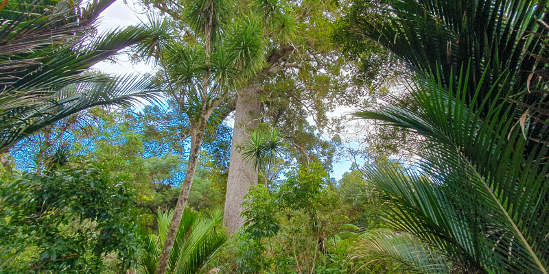 Ancient Kauri tree on a nature and wine tour from Auckland