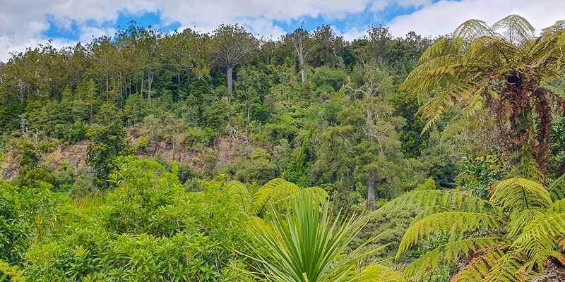 Views on a nature and wine tour from Auckland