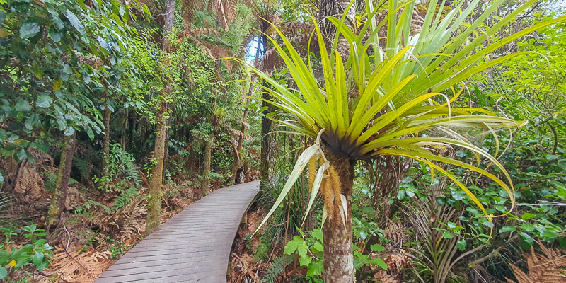 Walk in the rainforest on a nature and wine tour from Auckland