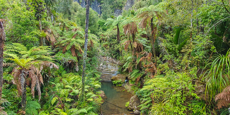 Stream in the rainforest on a nature and wine tour from Auckland