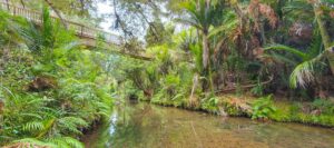 Stream and views in the rainforest on a nature and wine tour from Auckland
