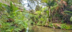 nature and wine tour image of rainforest and stream